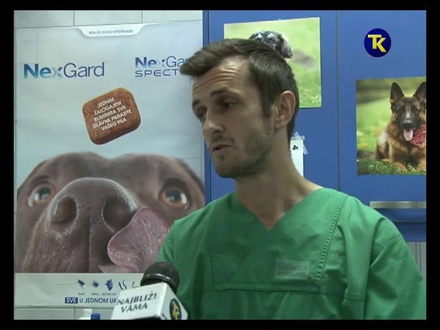 S psom u inostranstvo – kakva je procedura?