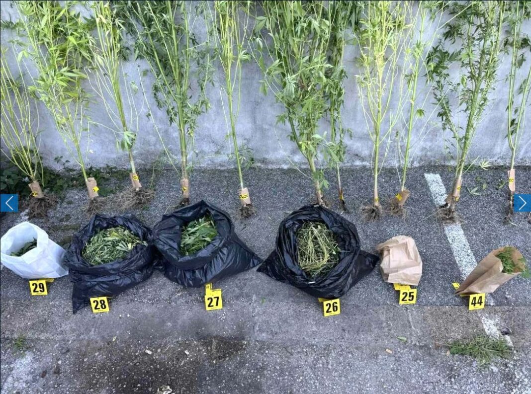 sluzbenici pu gracanica prilikom pretresa porodicne kuce pomocnih objekata dvorista i vlasnika pronasli zasadestabljika kanabisa uhapsen muskarac vlasnik kuce