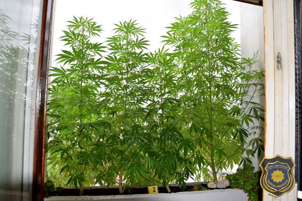 sluzbenici fup-a prilikom pretresa stana kod 62-godinsjka pronasli 30 stabljika kanabisa nakon cega je droga zapljenjena a muskarac uhapsen